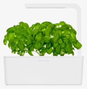 Indoor Herb Garden Tips - Smart Garden Click And Grow