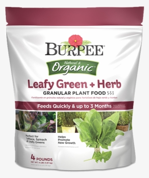 Burpee Natural & Organic Leay Green Herb Granular Plant - Burpee-echinacea, Purple Coneflower Perennial Seed