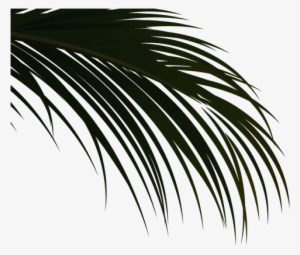 Story - Attalea Speciosa