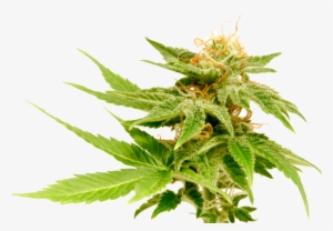 The Cannabis Plant - Marijuana Plant Transparent Background