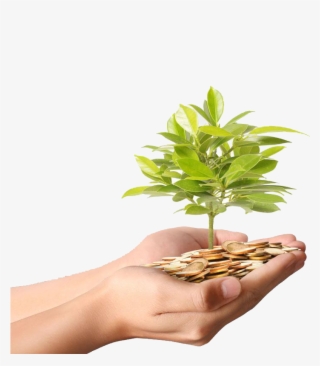 Money Plant Stock Coin - Planta Crescendo Com Dinheiro