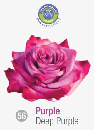 Rosa Variedad Deep Purple