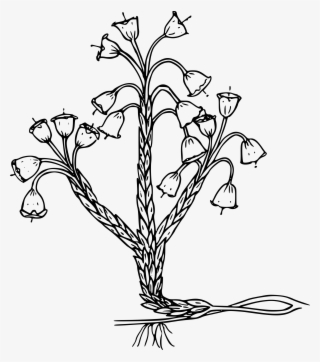 This Free Icons Png Design Of Merten's Mountain Lily