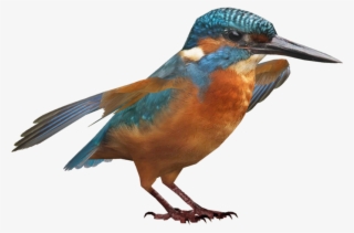 Kingfisher Png Hd - Coraciiformes