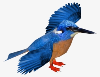 Blue-eared Kingfisher - Belted Kingfisher