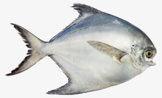 Pomfret - White Pomfret Fish Png
