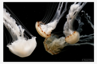 Medusa Malaysian Sea Nettle Medusa In Vendita - Jellyfish