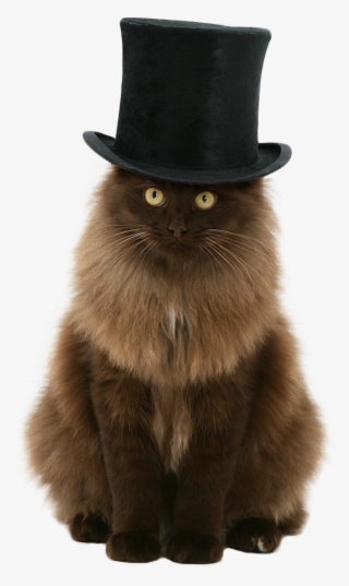 Catout - Cat In A Tophat
