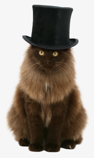 Catout - Cat In A Tophat