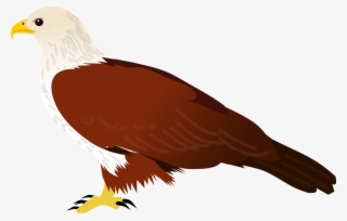 File - Brahminy Kite - Svg - Bald Eagle