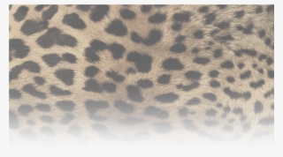 Leopardprint-645371 - Animal Print