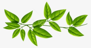 single green leaves clipart