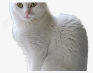 kittens clipart transparent background - turkish angora transparent background