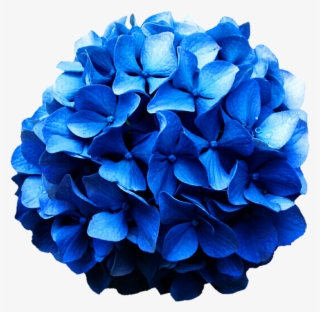 Hydrangea Png - Blue Hydrangea Png