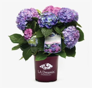 With A Spectacular Show Of Pink, Blue, And Everything - La Dreamin Hydrangea