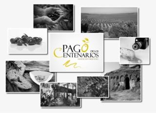 Aceite De Oliva Calidad Pago De Los Centenarios - Collage