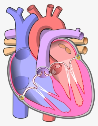 Diagram Of The Human Heart - Human Heart Without Labels