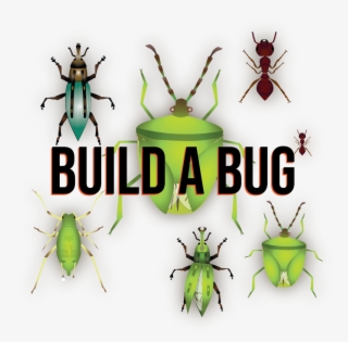 Builda Bug