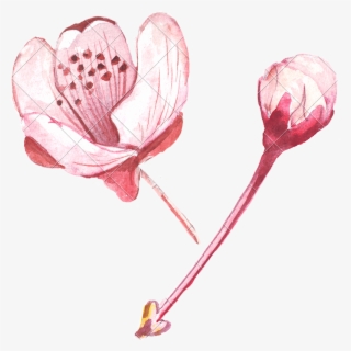 Pink Flower Drawing - Lily
