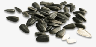 Free Png Download Sunflower Seed Png Png Images Background - Sunflower Seed