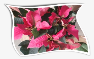 Country Colors Poinsettia For The Holidayswavy - Bougainvillea