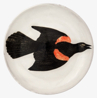 White Winged Scoter