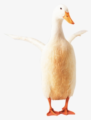 Goose Clipart Transparent - Duck