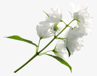 Free Png Download White Flower Png Images Background - Clip Art