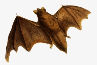 Flying Bat Clipart - Little Brown Myotis