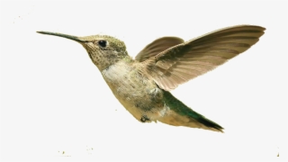 Hummingbird Png, Download Png Image With Transparent - Small Bird Flying Png