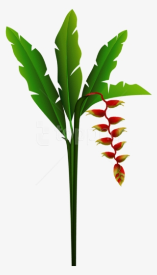 Free Png Download Exotic Red Tropical Flower Png Images - Transparent Tropical Flowers