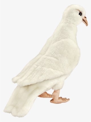 White Dove Png - Rock Dove