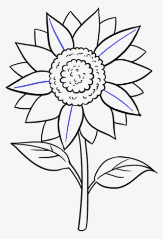 Vector Freeuse How To Draw A Sunflower Easy Step - Drawing Pictures Of Sun Flower