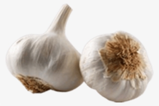 Mineralized Native Garlic - Elephant Garlic
