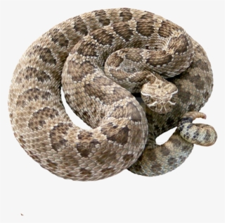 Rattlesnake Png - Serpiente Cascabel Png