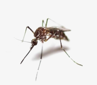 mosquito png high-quality image - mosquito png