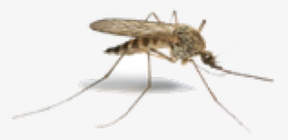 Sudden Death Mosquito