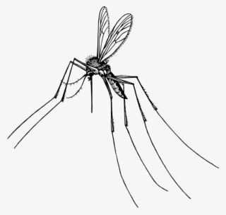 Drawn Mosquito Pencil - Dragonfly