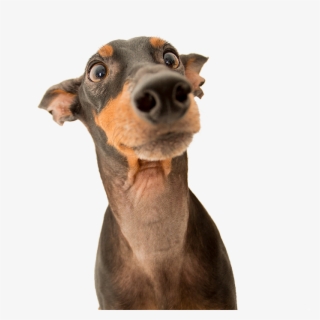 Crazy Dog Face - Mini Doberman