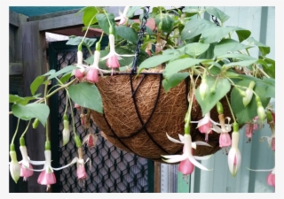 Fuschia Hanging Baskets - Epiphyllum Pumilum