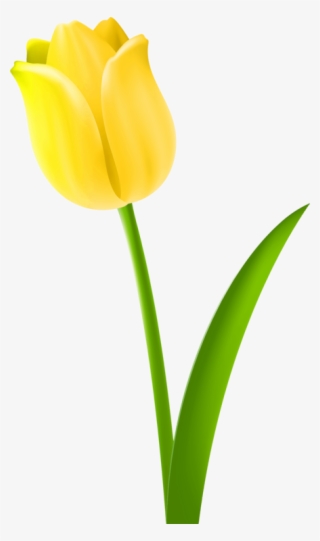 Tulip Drawing Cut Flowers Petal - Tulip Clipart