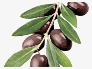 photo of olive branch - green olive branch