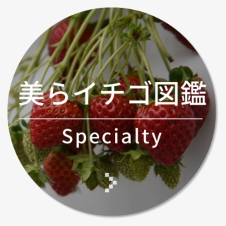 Line@ - Seedless Fruit
