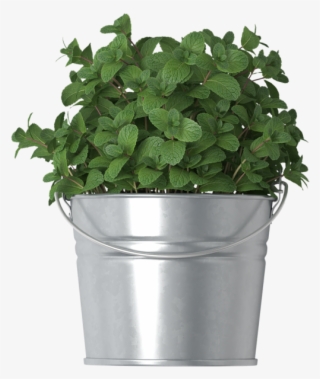 Mint In Bucket - Houseplant