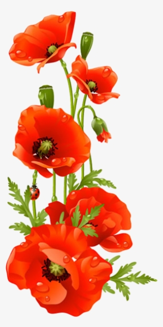 604 X 807 3 - Poppy Flower Transparent Background