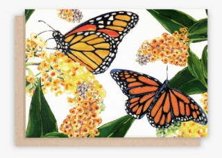 Monarch Butterfly Note Cards With White Background - Monarch Butterfly