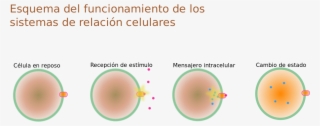Esquema Relación Celular - Relación De La Célula