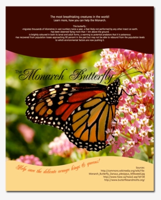 Poster - Monarch Butterfly - Monarch Butterfly Swamp Milkweed