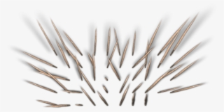 Spikebarrier2 Dgw B 06 Feb 2009 - Brush