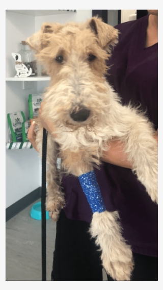 Photo Of Barney - Wire Hair Fox Terrier